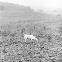 Picture of terrier trotting along in countryside