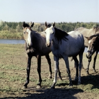 Picture of tersk fillies at stavropol stud farm, russia