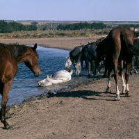 Picture of tersk fillies beside water, one rolling in water, at stavropol stud, russia