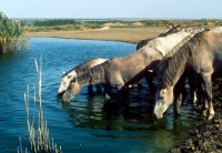 Picture of tersk fillies drinking water at stavropol stud, russia