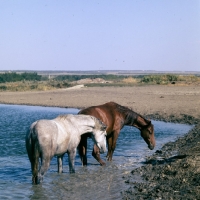 Picture of tersk fillies in water at stavropol stud, russia