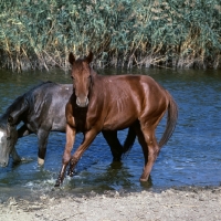 Picture of tersk fillies in water at stavropol stud, russia