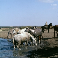 Picture of tersk fillies in water with mounted guardian at stavropol stud, russia