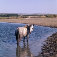 Picture of tersk filly in water at stavropol stud, russia