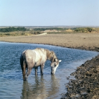 Picture of tersk filly in water drinking at stavropol stud, russia