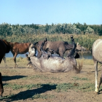 Picture of tersk filly rolling in group near water at stavropol stud, russia