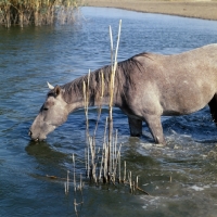 Picture of tersk filly standing in water, drinking, at stavropol stud, Russia