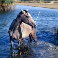 Picture of tersk filly standing in water