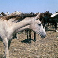 Picture of tersk foal in taboon at stavropol stud, russia