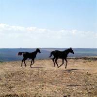 Picture of tersk foals at stavropol stud farm, russia