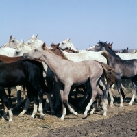Picture of tersk foals walking with mares in a taboon at stavropol stud, russia