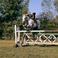 Picture of tersk jumping at stavropol stud farm, russia