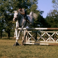 Picture of tersk jumping at stavropol stud farm, russia