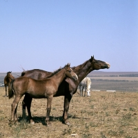 Picture of tersk mare & foal with group at stavropol stud, russia