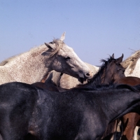 Picture of tersk mare nipping a foal at stavropol stud, russia