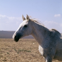Picture of tersk mare with brand on shoulder at stavropol stud, russia