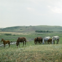 Picture of tersk mares and foals at stavropol stud, russia