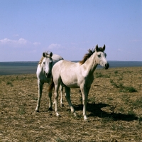 Picture of tersk mares at stavropol stud, russia
