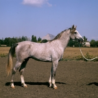 Picture of tersk stallion at hippodrome piatigorsk, zement