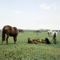 Picture of terski mares and foals, one rolling, at stavropol stud, russia