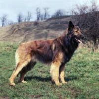 Picture of tervueren, belgian shepherd dog on hillside