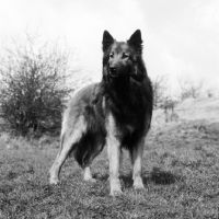 Picture of tervueren, belgian shepherd dog