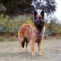 Picture of tervueren, ch ami de chateau blanc