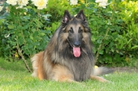 Picture of Tervueren dog laying down on grass