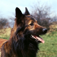 Picture of tervueren dog, portrait