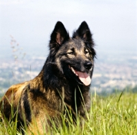 Picture of tervueren in long grass