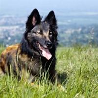 Picture of tervueren lying in grass