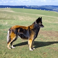 Picture of tervueren on hillside