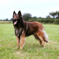 Picture of tervueren standing in a field