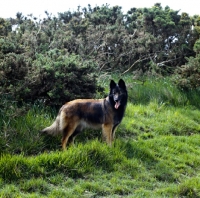 Picture of tervueren standing in front of bushes