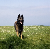 Picture of tervueren standing on a hill