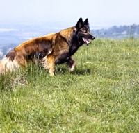 Picture of tervueren walking up a slope