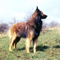 Picture of tervuren standing in field