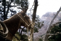 Picture of tethered mule looking out at bright angel trail, grand canyon 