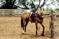Picture of tethered quarter horse with western saddle