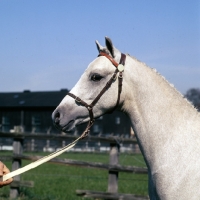 Picture of tetworth prince charming,  welsh pony (section b), head study