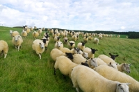 Picture of Texel cross & Suffolk cross ewes