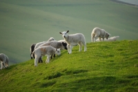 Picture of Texel Cross and Suffolk cross lambs
