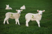 Picture of texel cross bred lambs