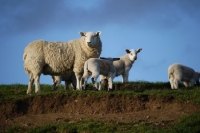 Picture of Texel cross ewe & crossbred lambs