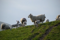 Picture of Texel cross ewe and cross bred lambs