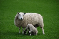 Picture of Texel cross ewe and lamb