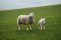 Picture of Texel cross ewe and lamb