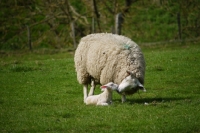 Picture of Texel cross ewe smelling her lamb