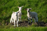 Picture of Texel cross lambs