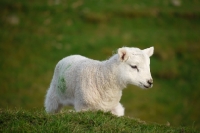 Picture of Texel cross lamb